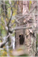 Blythipicus pyrrhotis