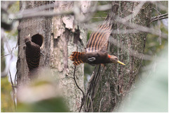 Blythipicus pyrrhotis