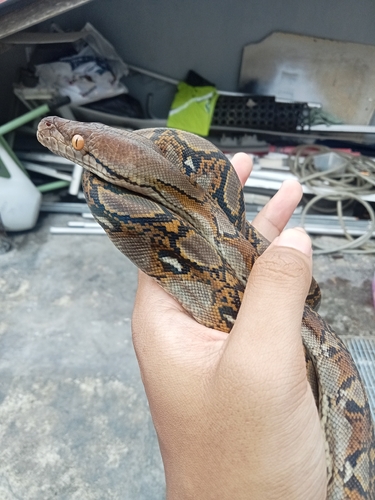 Malayopython reticulatus