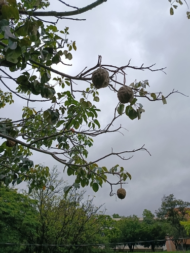 Foto de Boleira