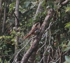 Aphrastura spinicauda fulva