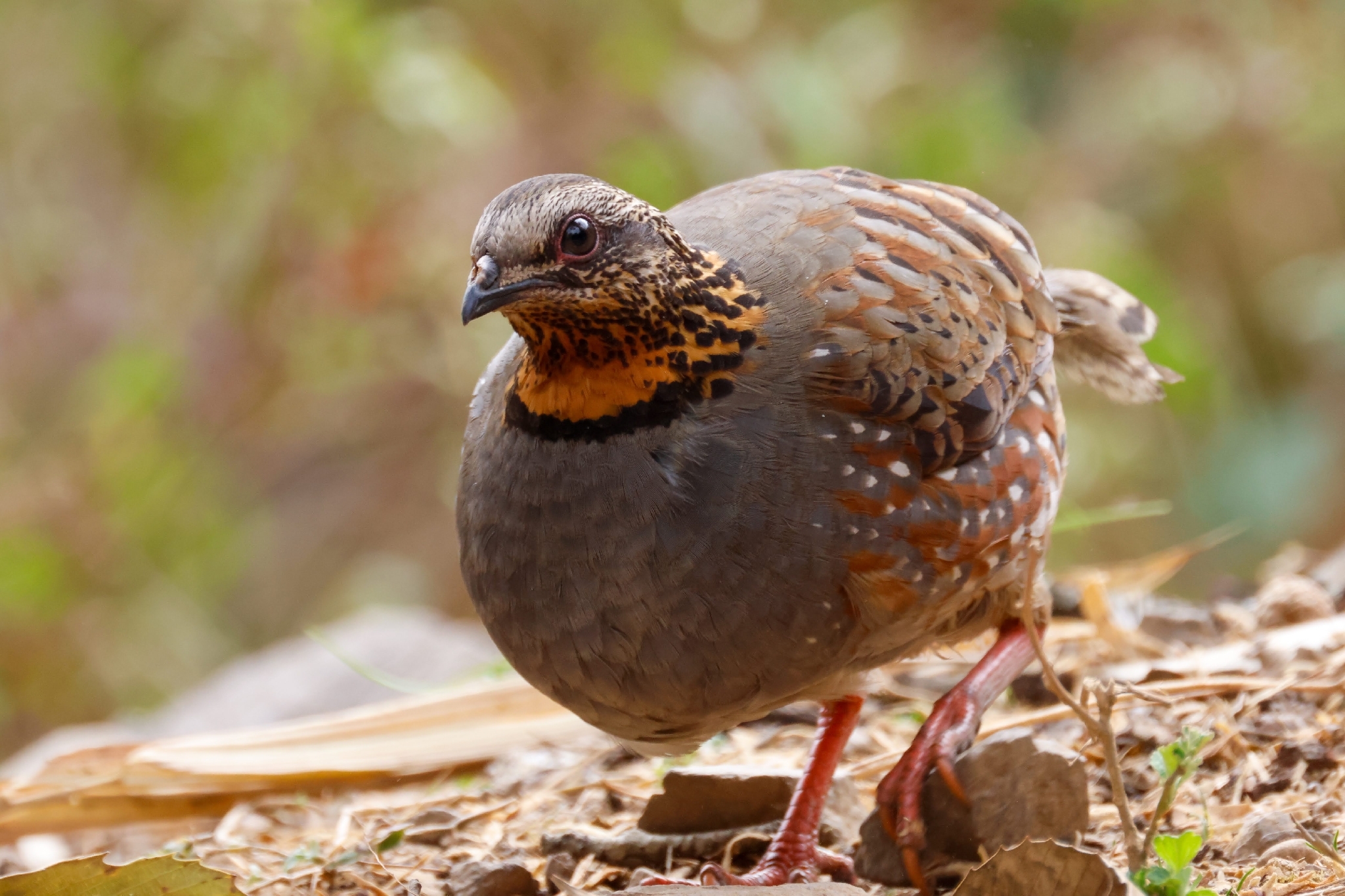 Rufous-throated Partridge (Arborophila rufogularis), photo 8