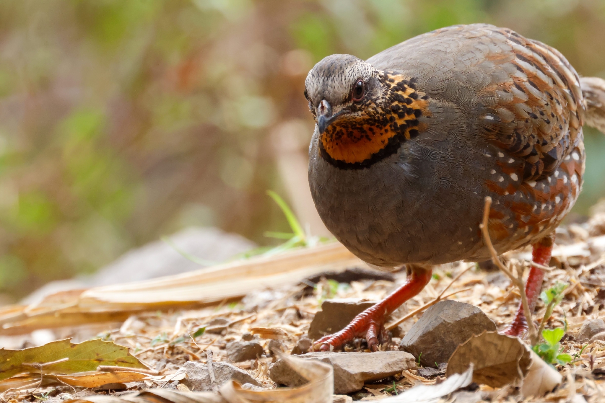 Rufous-throated Partridge (Arborophila rufogularis), photo 9