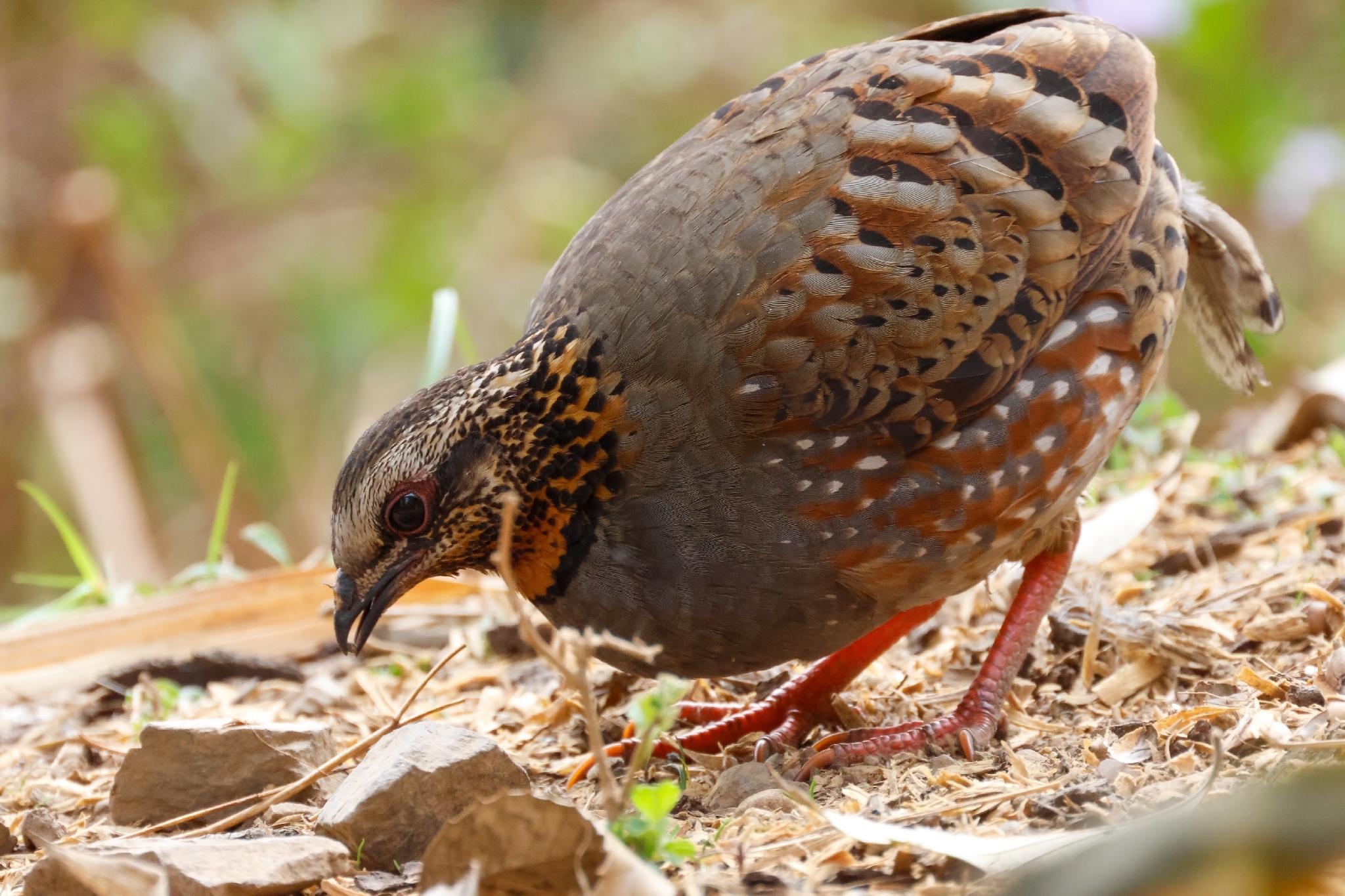 Rufous-throated Partridge (Arborophila rufogularis), photo 10