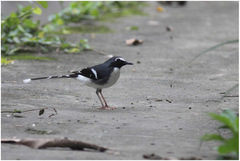 Enicurus schistaceus