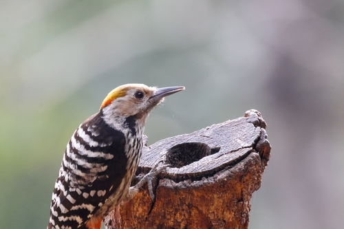 Brown-fronted Woodpecker (Dendrocoptes auriceps), photo 9