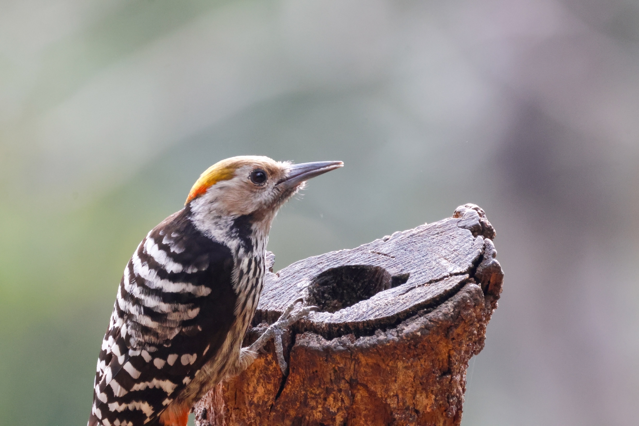 Brown-fronted Woodpecker (Dendrocoptes auriceps), photo 9