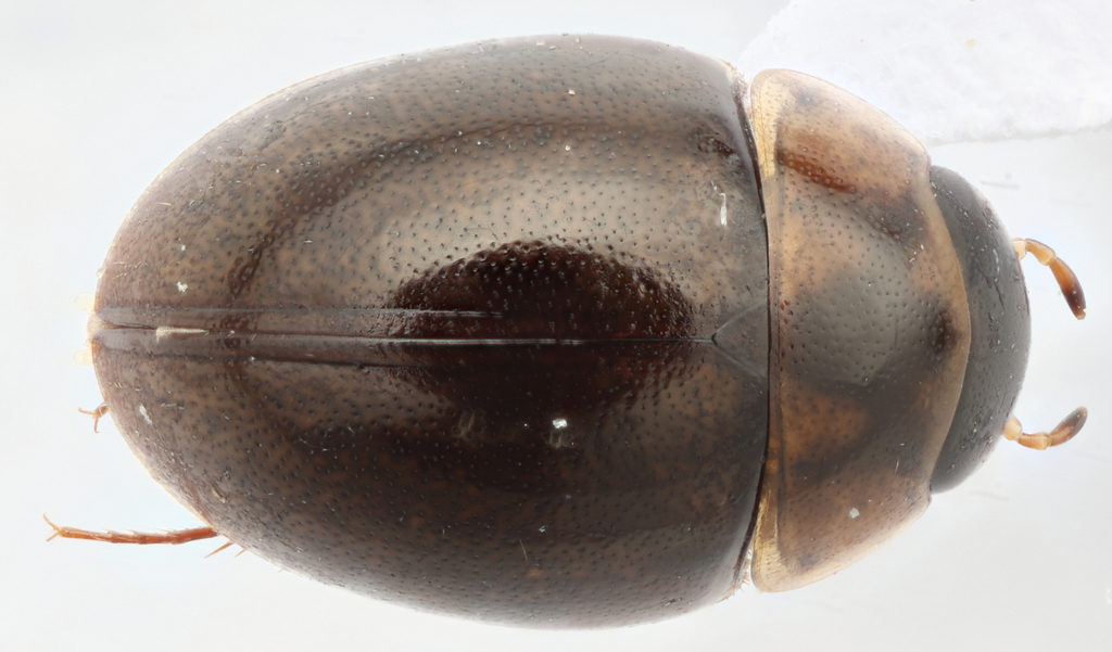 Anacaena signaticollis