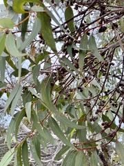 Eucalyptus occidentalis