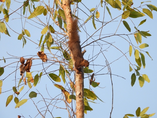 Callosciurus notatus