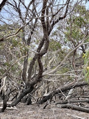 Eucalyptus occidentalis