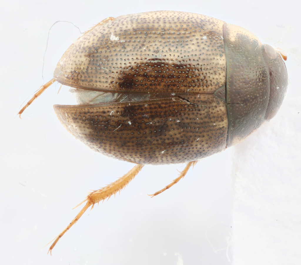 Laccobius hardyi