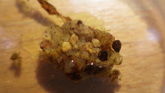 Glossosoma nigrior