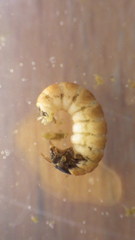 Glossosoma nigrior