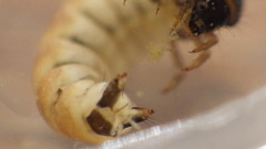 Glossosoma nigrior