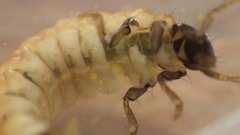 Glossosoma nigrior