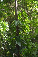 Philodendron panamense