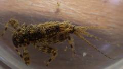 Maccaffertium mediopunctatum