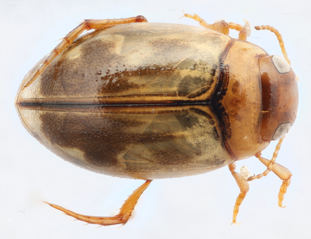Hygrotus fraternus