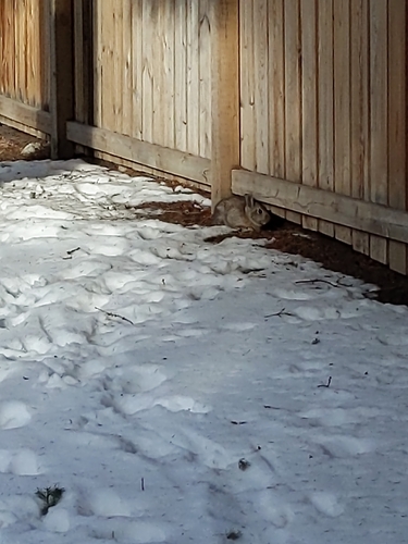 Mountain Cottontail observed by jinxy_jinx
