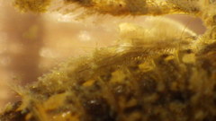 Maccaffertium mediopunctatum