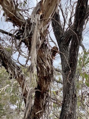 Eucalyptus occidentalis