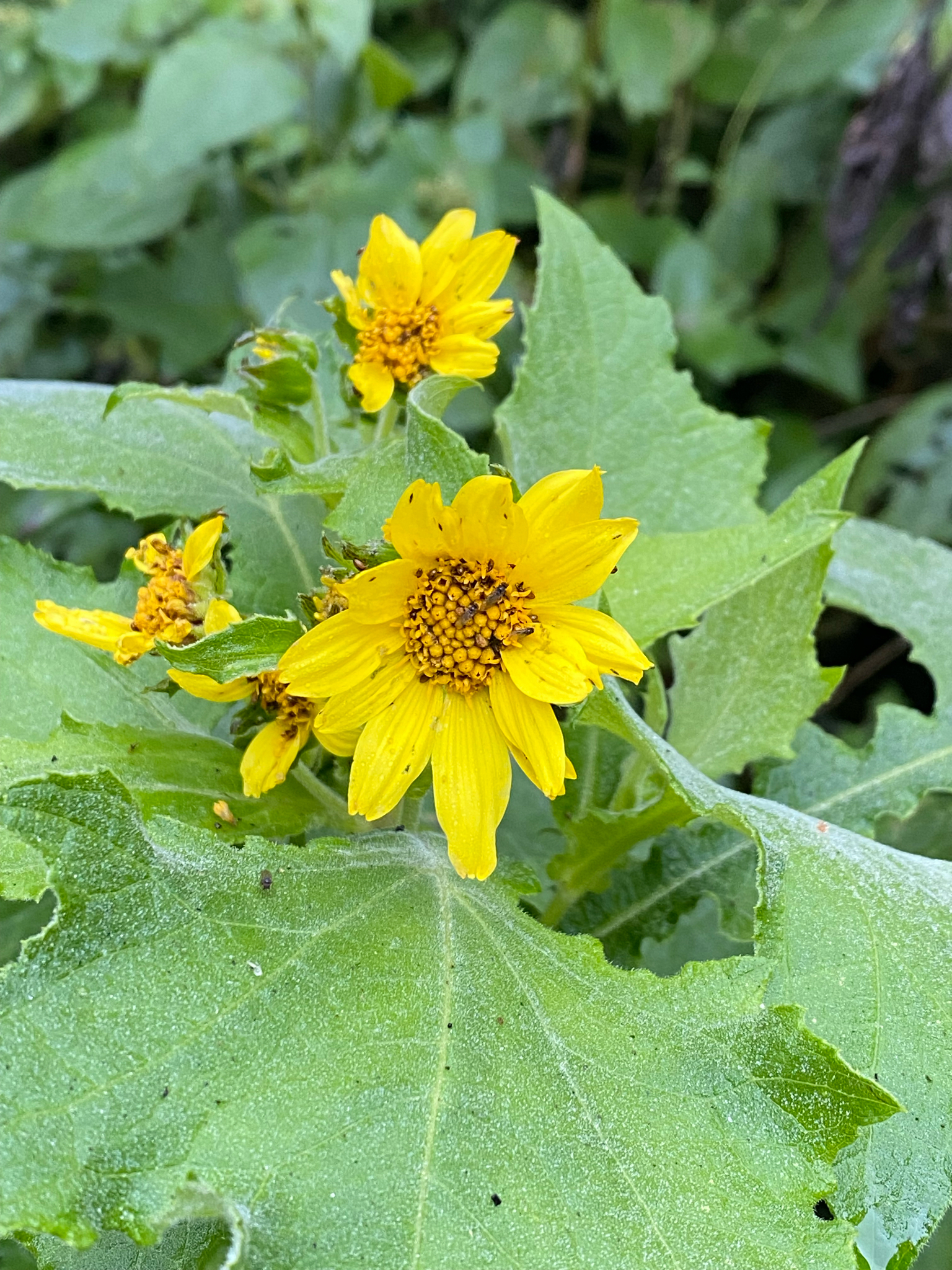 Smallanthus maculatus