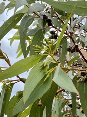 Eucalyptus occidentalis
