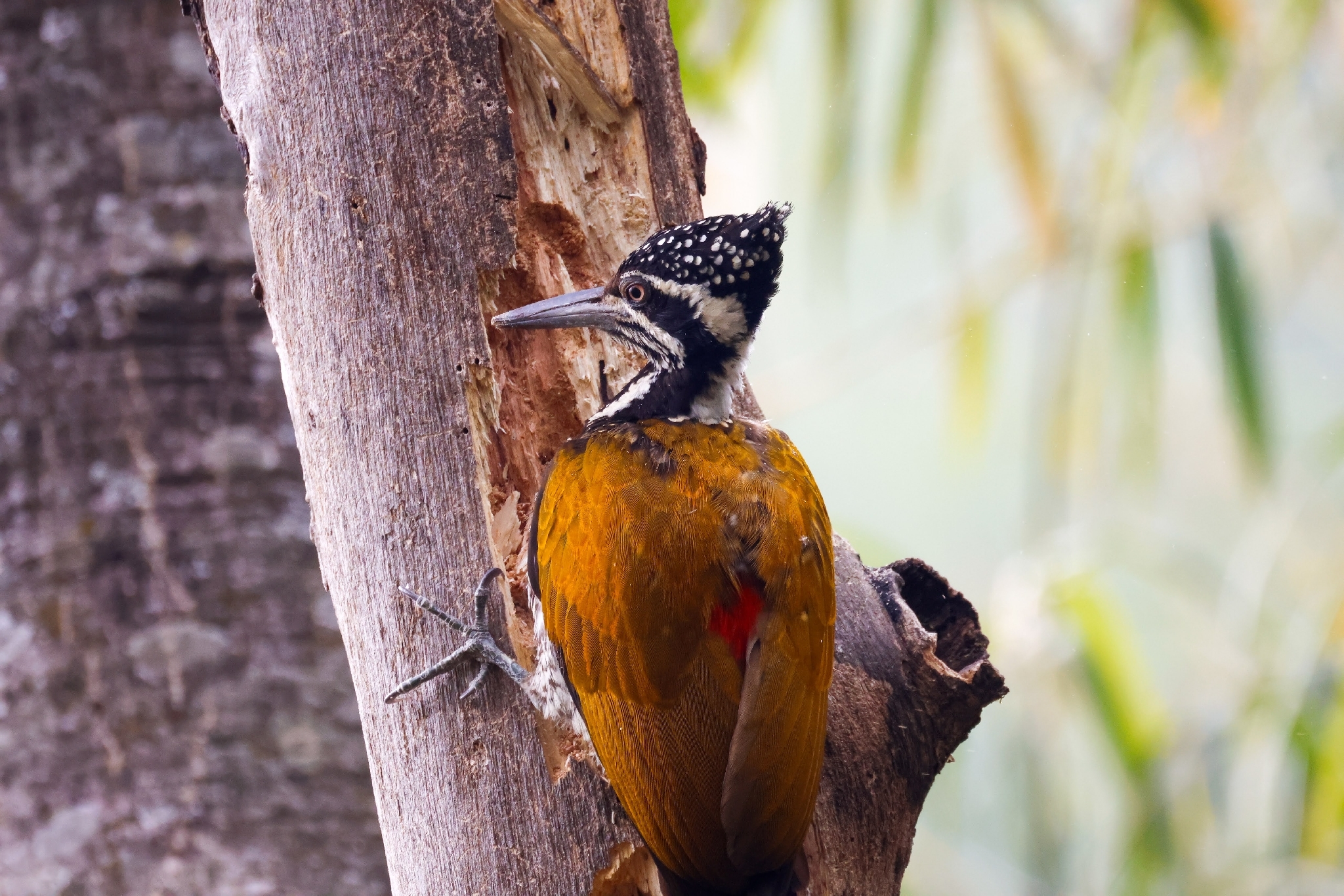 Greater Flameback (Chrysocolaptes guttacristatus), photo 3