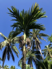 Areca catechu