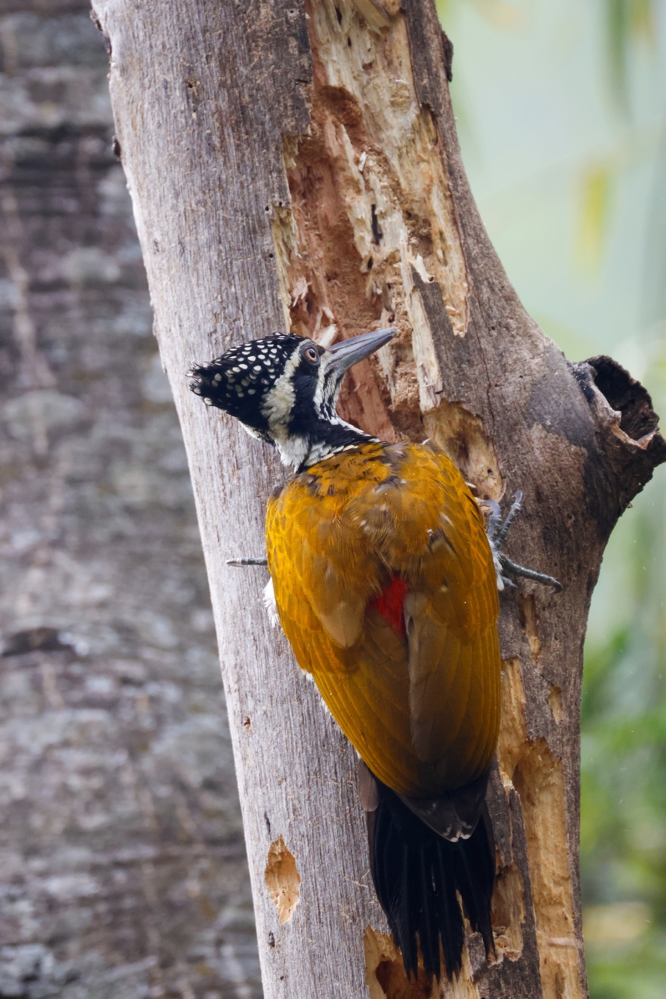 Greater Flameback (Chrysocolaptes guttacristatus), photo 4