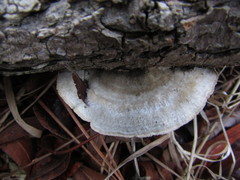 Trametes hirsuta
