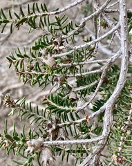 Melaleuca cuticularis