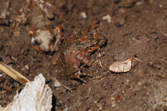 Batrachyla leptopus