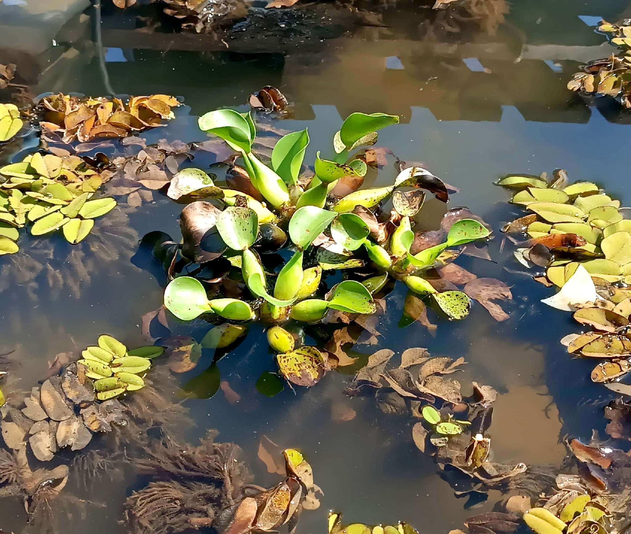Pontederia crassipes