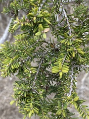 Melaleuca cuticularis