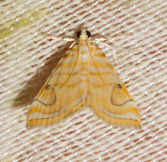 Neurophyseta