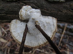 Daedaleopsis confragosa