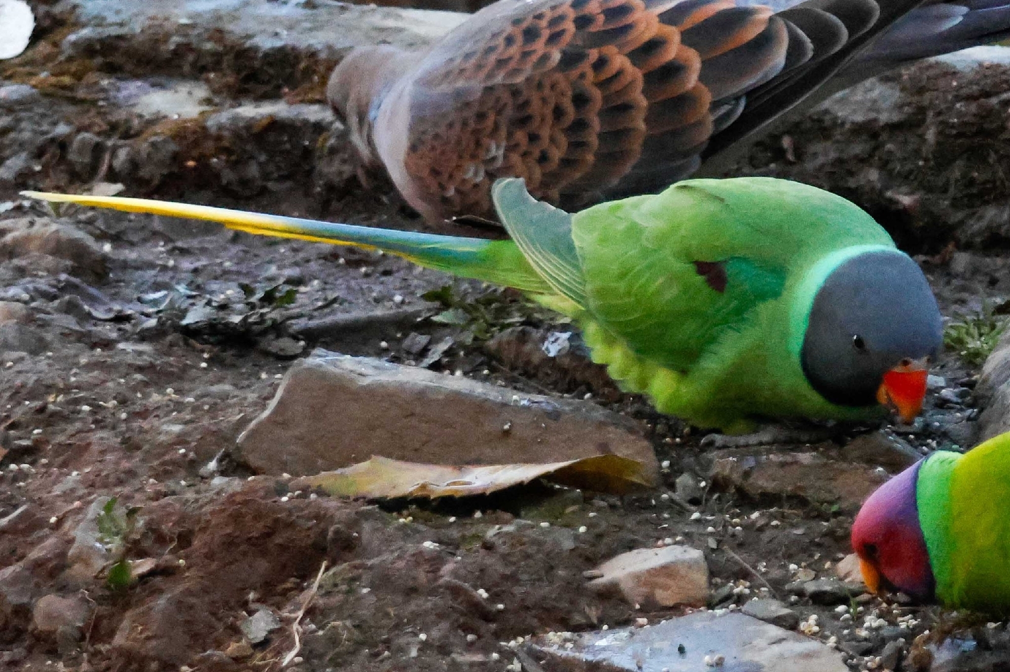 Slaty-headed Parakeet (Psittacula himalayana), photo 4