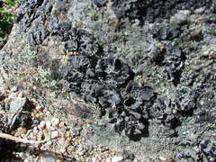 Umbilicaria decussata