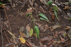 Anthurium clavigerum