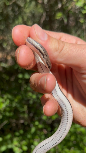 Toliara Smooth Snake