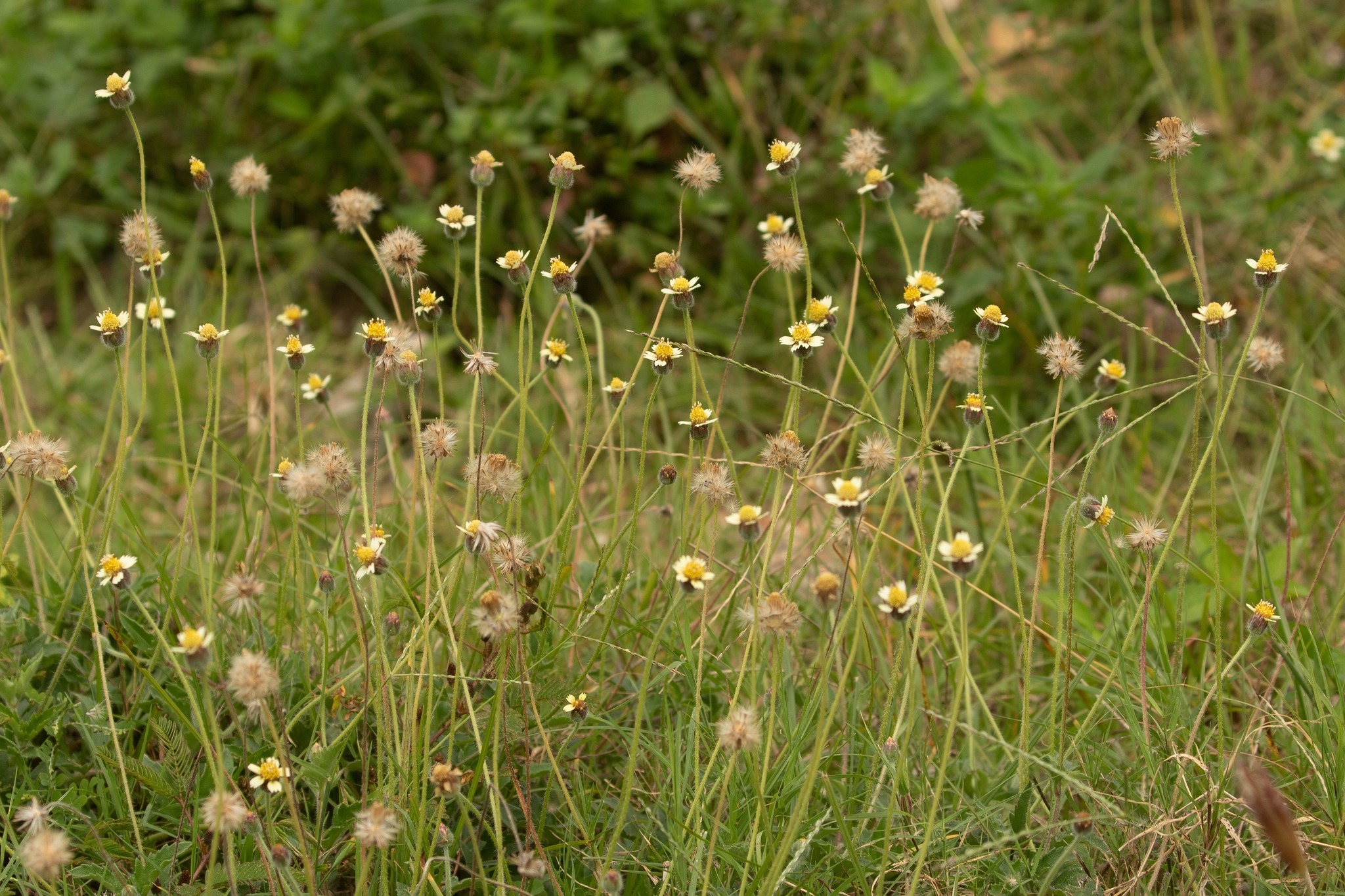 Tridax procumbens — ảnh 2
