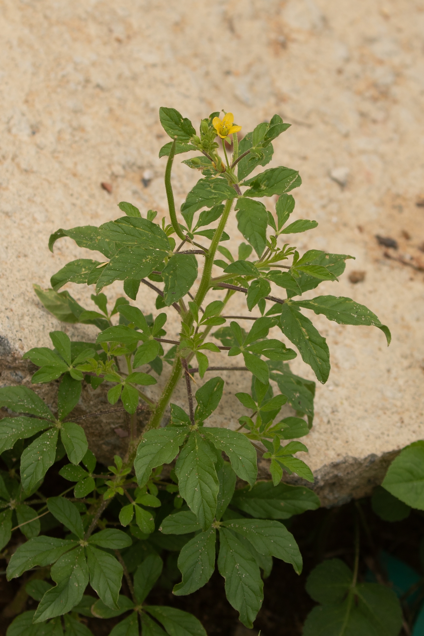 Arivela viscosa (Arivela viscosa)