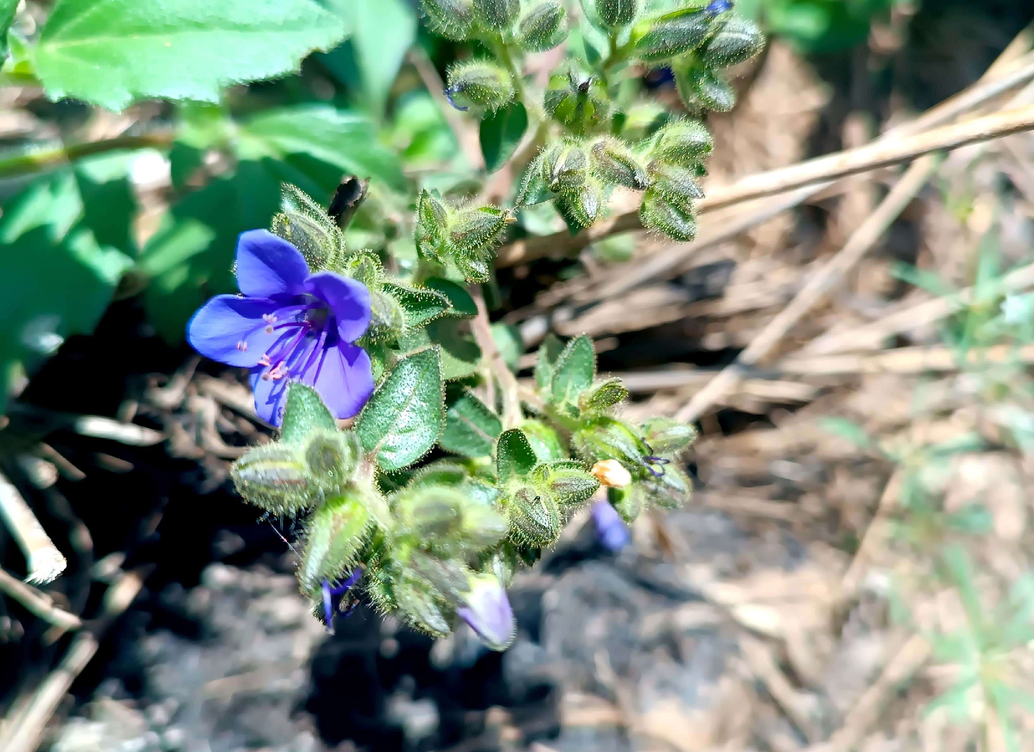 Hydrolea spinosa