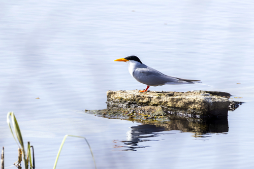 River Tern (Sterna aurantia)