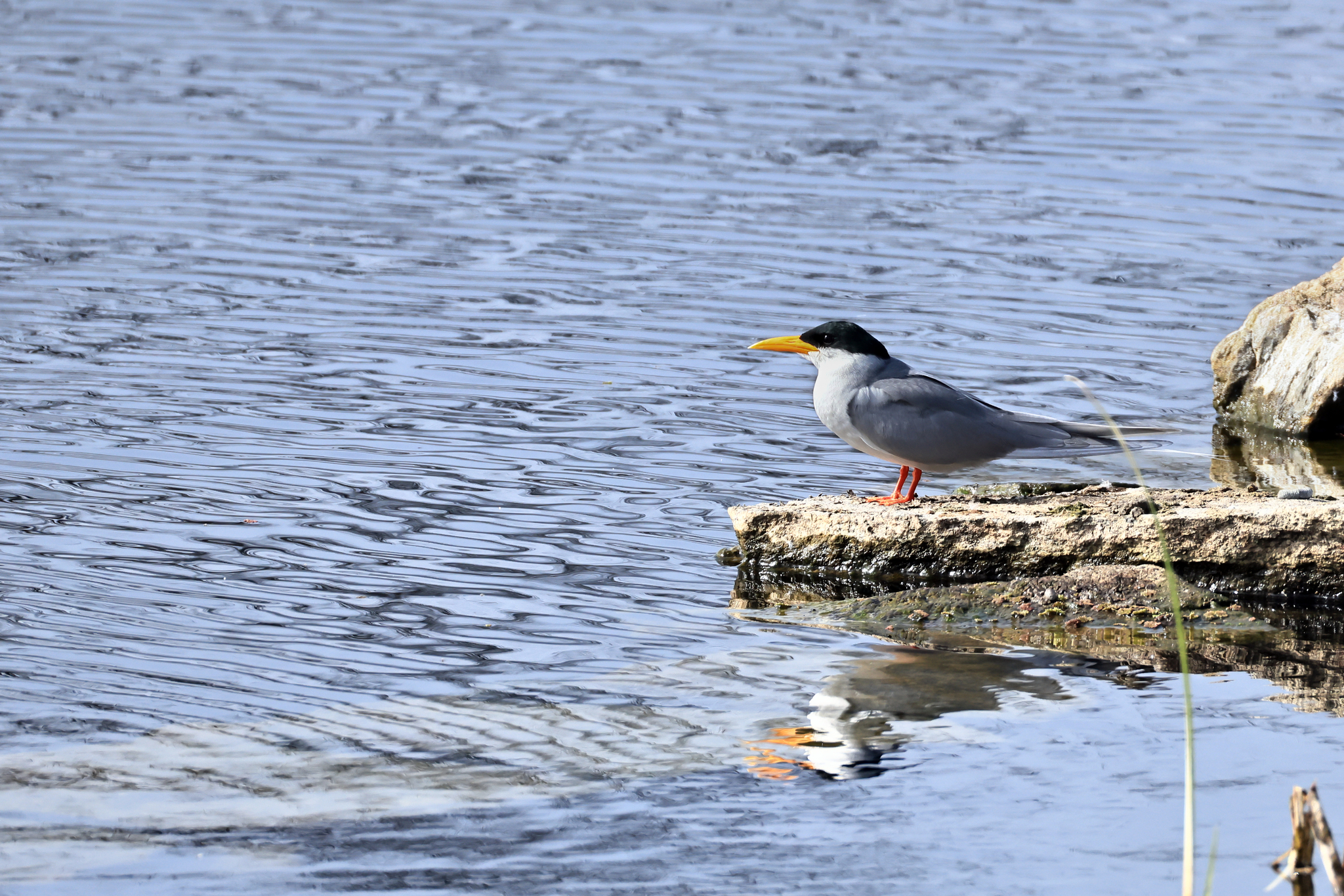 River Tern (Sterna aurantia), photo 2