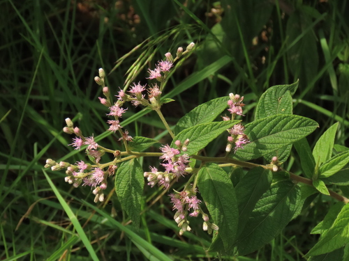 Lepidaploa canescens, 2026-02-08