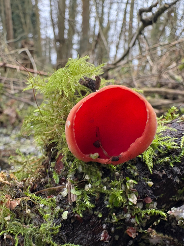 Scarlet Elf Cup