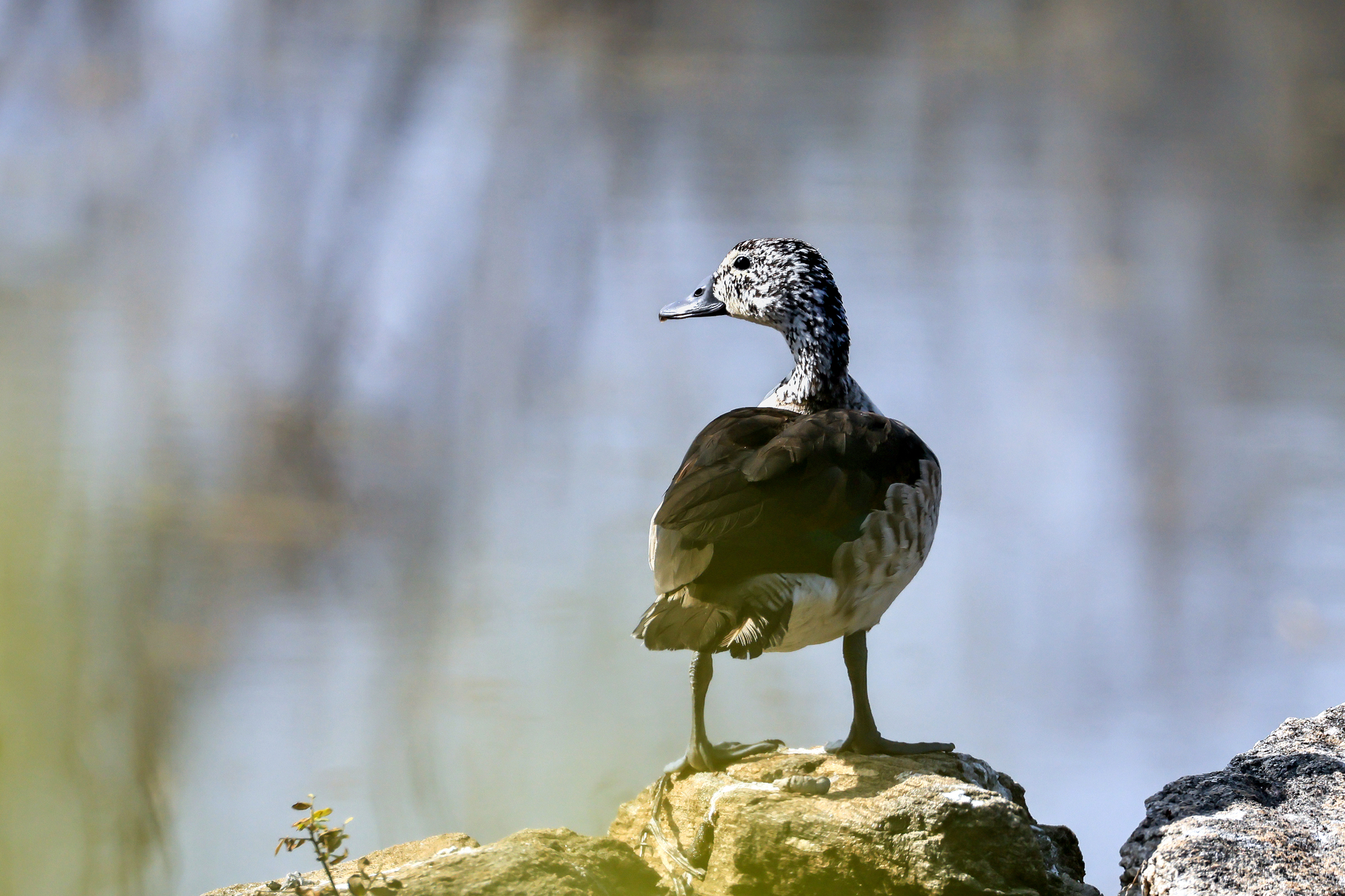 Knob-billed Duck (Sarkidiornis melanotos), photo 2